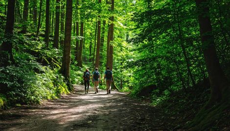 Şehir Çevresinde En Güzel Günübirlik Orman Yürüyüşü Rotaları