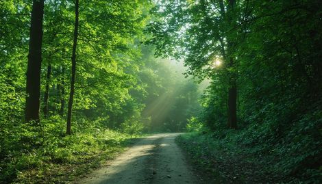 Şehir Çevresinde En Güzel Doğa Yolları: Günübirlik Doğa Kaçamakları İçin En İyi 
